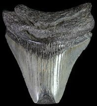 Megalodon Teeth For Sale - FossilEra.com