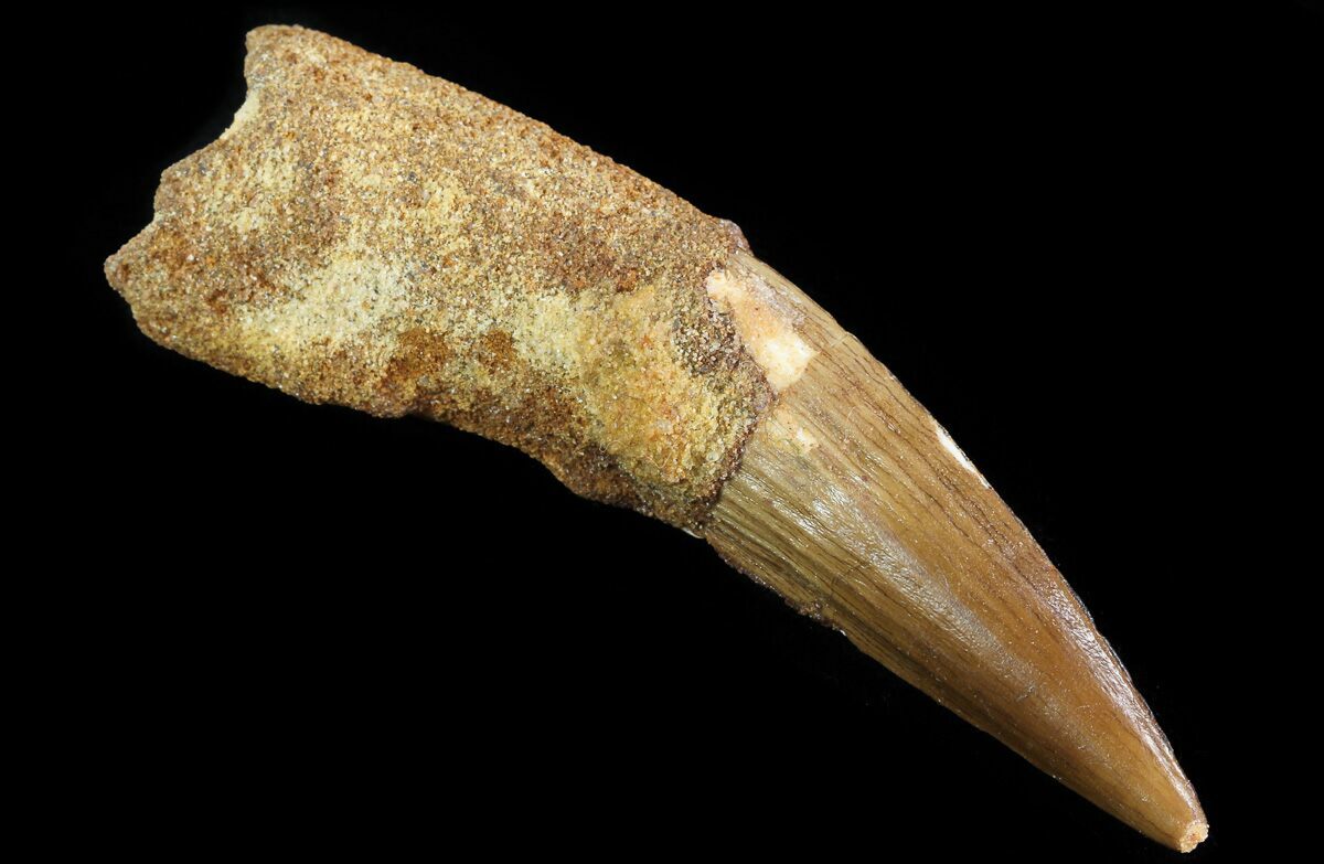 3.3" Spinosaurus Tooth - Real Dinosaur Tooth (#64435) For Sale