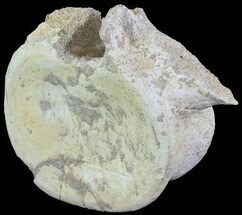 Plesiosaur (Zarafasaura) Dorsal Vertebrae - Morocco #64406