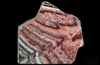 Polished Snakeskin Jasper Section ( lbs) - Western Australia #64787