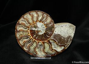 Inch Crystal Pocketed Ammonite (Half) #765