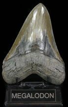 Huge, Megalodon Tooth - Serrated Blade #64772