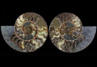 Split Ammonite Pair - Crystal Pockets #64851