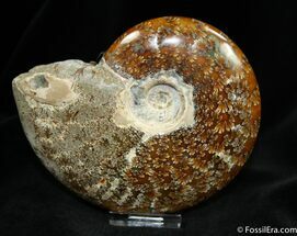 Inch Ammonite With Oak Leaf Sutures #767