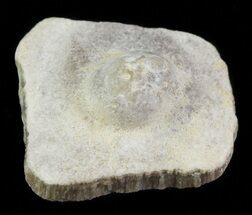 Cretaceous Fossil Pearl - Smoky Hill Chalk, Kansas #64153