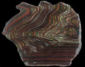 Polished Tiger Iron Stromatolite - ( Billion Years) #64794