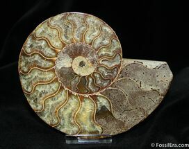 Inch Cut and Polished Cleoniceras Ammonite #769