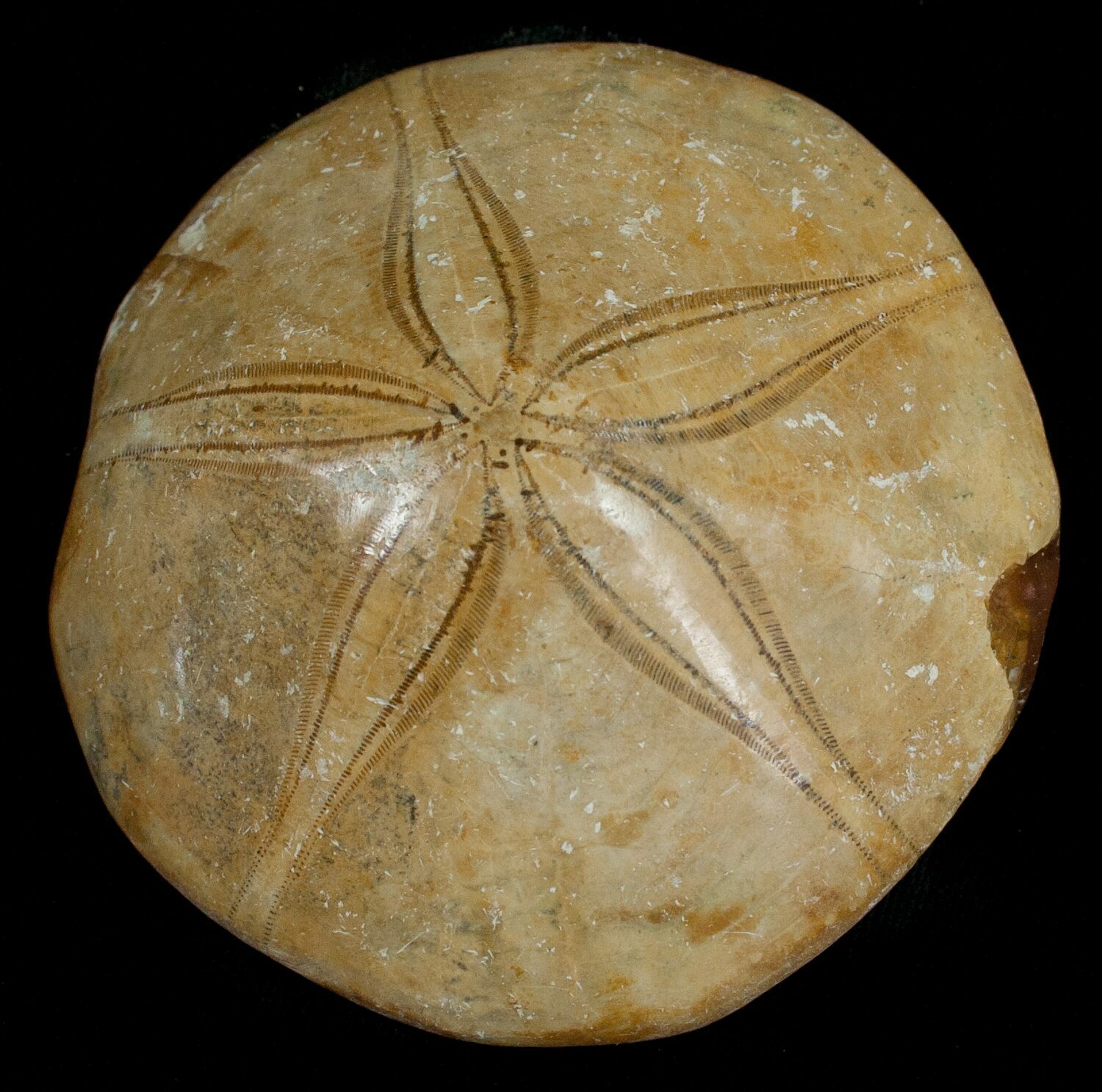 Fossil Sand Dollar From Madagascar 5367 For Sale FossilEra