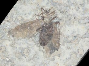 Fossil March Fly (Plecia) - Green River Formation #65107