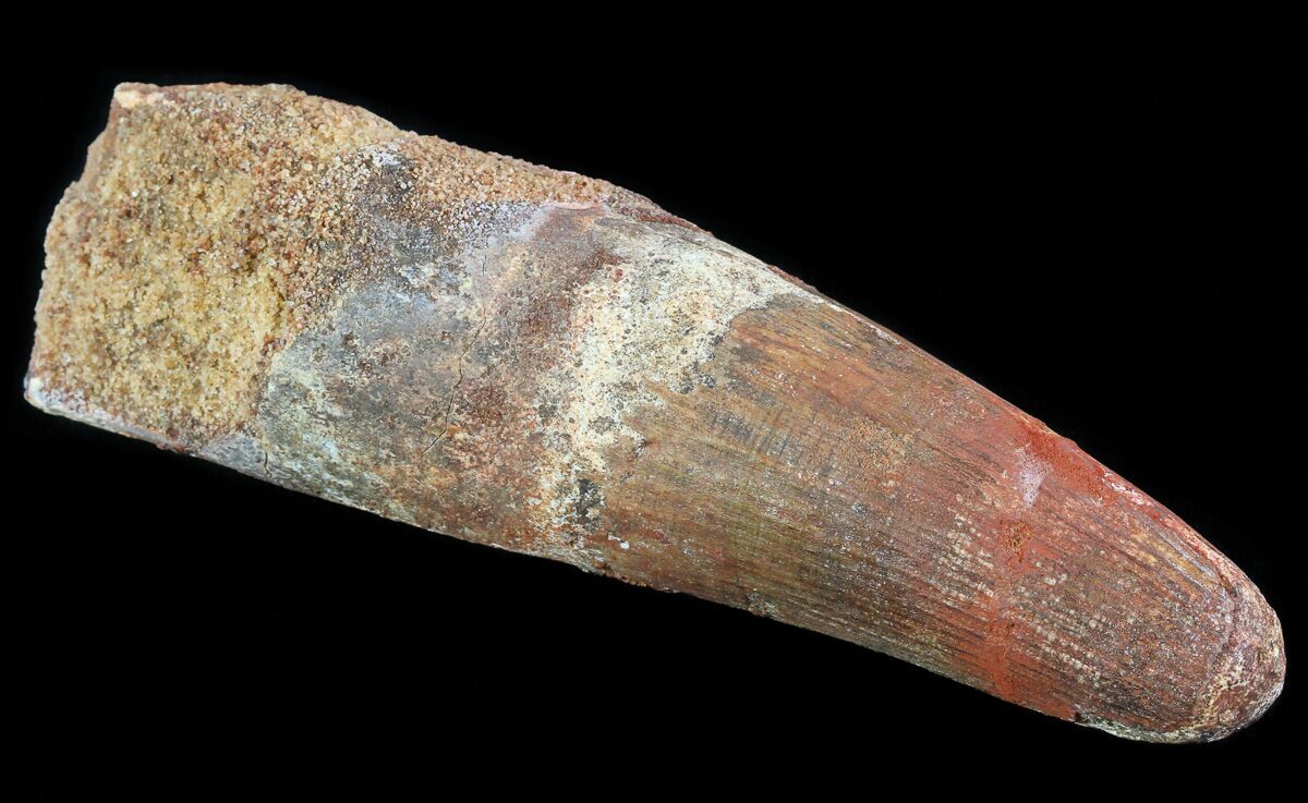 spinosaurus tooth price