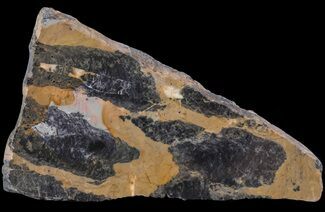 Polished, Paleoproterozoic Stromatolite (Pilbaria) - Australia #65501