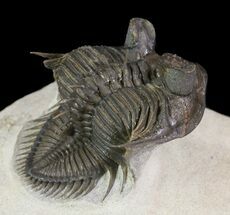 Top Quality Tower Eyed Erbenochile Trilobite #65819