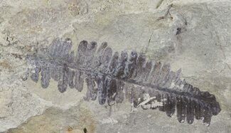 Pecopteris Fern Fossil - Missouri #65958