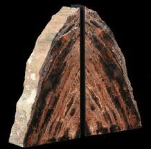 Tall, Unique, Arizona Petrified Wood Bookends #65962