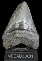 Serrated, Fossil Megalodon Tooth - Monster Meg #66184