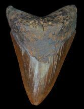 Serrated, Fossil Megalodon Tooth - Red Tooth #66200