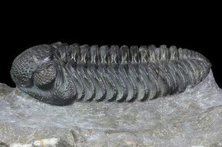 Pedinopariops Trilobite - Nice Preparation #66339