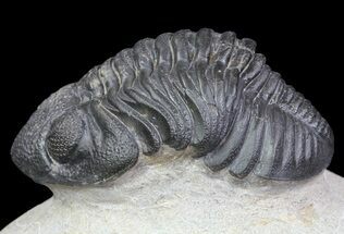 Pedinopariops Trilobite - Beautiful Preservation #66340