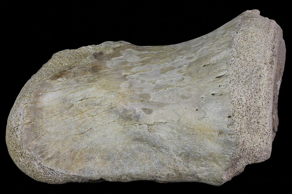 hadrosaur toe bone