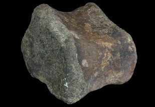 Hadrosaur (Duck-Billed Dinosaur) Toe Bone - Montana #66474