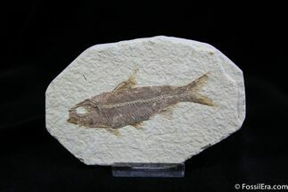 Nicely Preserved Inch Green River Fossil Fish #791