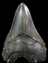 Serrated, Lower Megalodon Tooth #66194