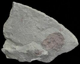 Devonian Plant Fossil (Zosterophyllum) - Scotland #66683