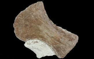 Mosasaur (Platecarpus) Radius - Kansas #66881