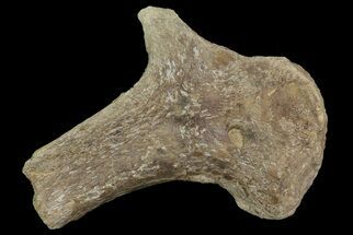 Fossil Turtle Limb Bone - Smokey Hill Chalk #66889
