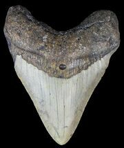 Megalodon Size: How Big Was The Megalodon Shark? - FossilEra.com