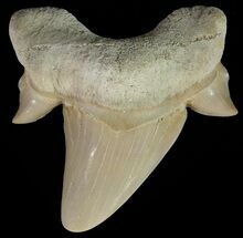 Otodus Shark Tooth Fossil #67209