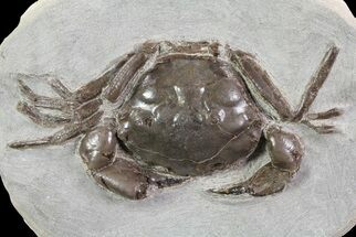 Fossil Crab (Pulalius) Washington - Washington State #67568