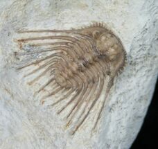 Spiny Kettneraspis Trilobite - Haragan Formation #5515