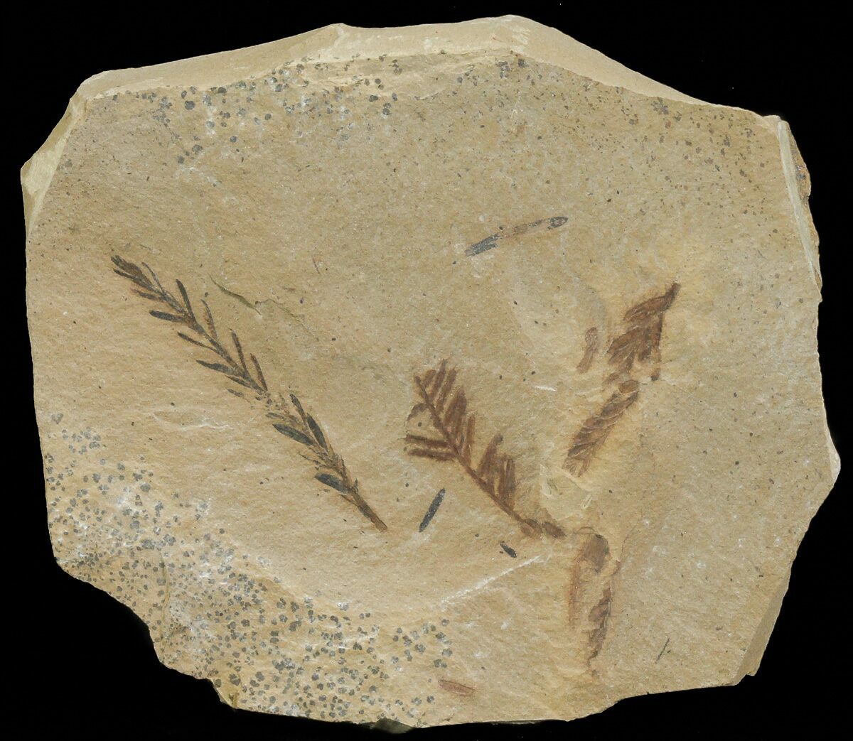 genus metasequoia fossil genus metasequoia fossil