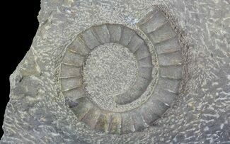 Anetoceras Ammonite With Small Trilobite Head #67716