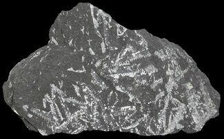 Fossil Graptolites (Didymograptus) Plate - Great Britain #68001