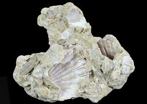 Wide Fossil Pectin (Chesapecten) Cluster - Virginia #67740