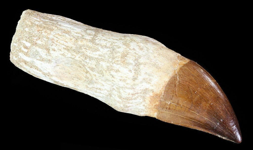 mosasaur tooth fossil