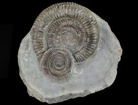 Two Dactylioceras Ammonites Stand Up - England #68159