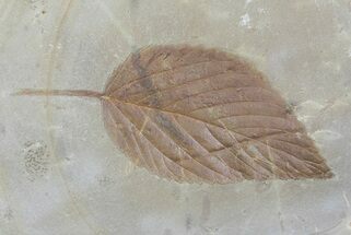 Paleocene Fossil Leaves (Davidia & Viburnum) - Montana #68278