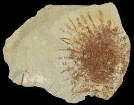 Fossil Seed Pod (Sparganium) From Montana - Paleocene #68322
