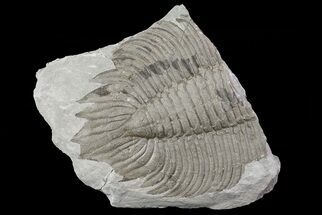 Partial, Arctinurus - Classic New York Trilobite #68403