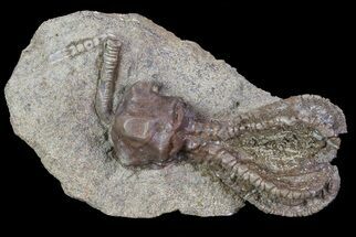 Beautiful Jimbacrinus Crinoid Fossil - Australia #68354