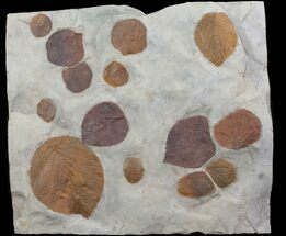 Fossil Leaf Plate (Zizyphoides & Davidia) - Montana #68351