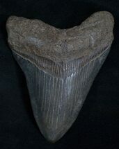 Black Georgia Megalodon Tooth #5546