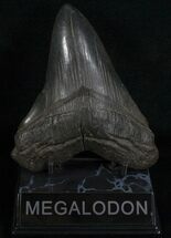 Black Georgia Megalodon Tooth #5542