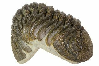 Morocops Trilobite Fossil - Partially Enrolled #67003