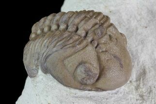 Detailed, Enrolled Lochovella (Reedops) Trilobite - Oklahoma #68631