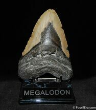 Massive / Inch Megalodon Tooth #92