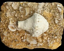 Uperocrinus Crinoid Calyx - Missouri #44115